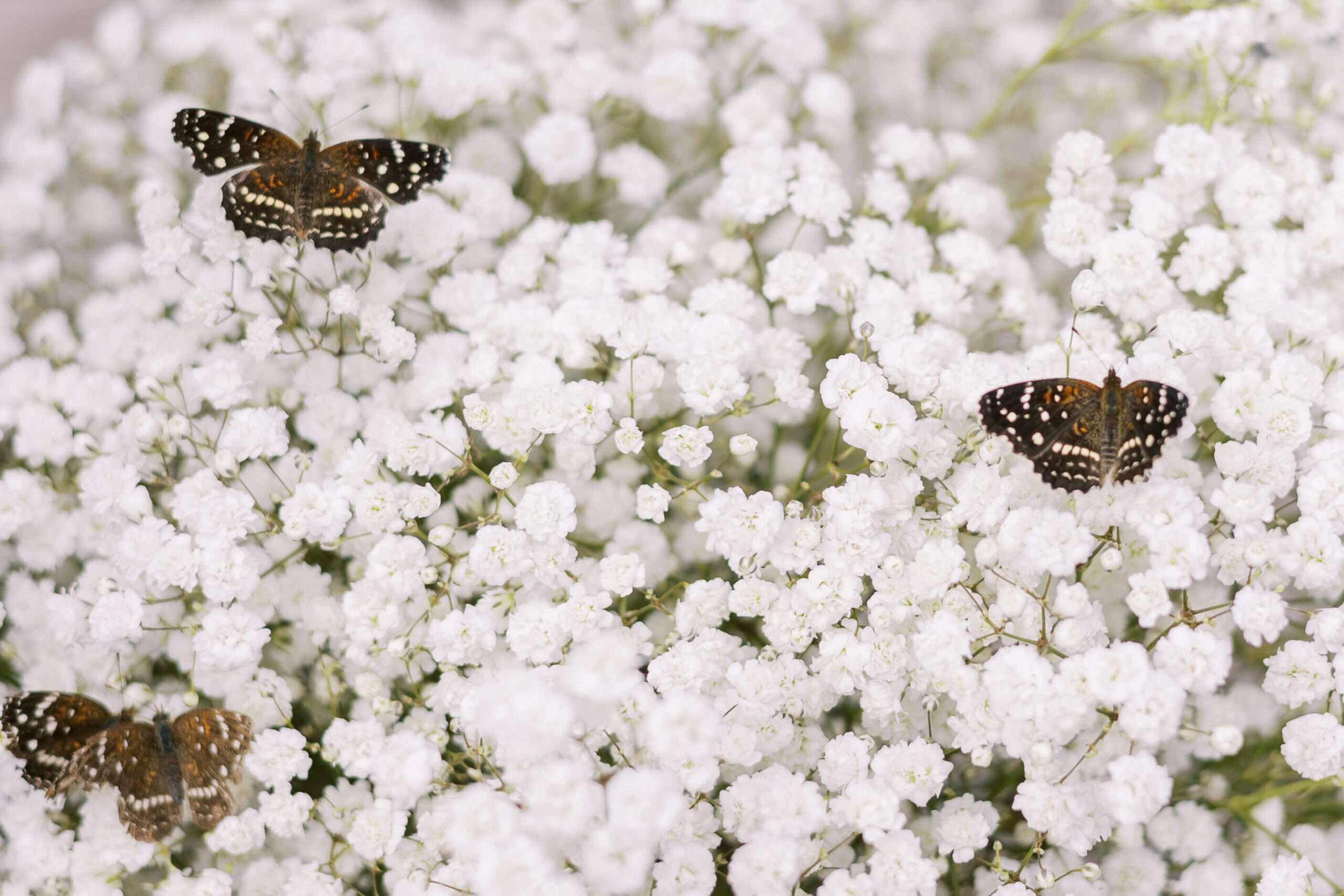 Monarch butterflies resting on a field of baby's breath 